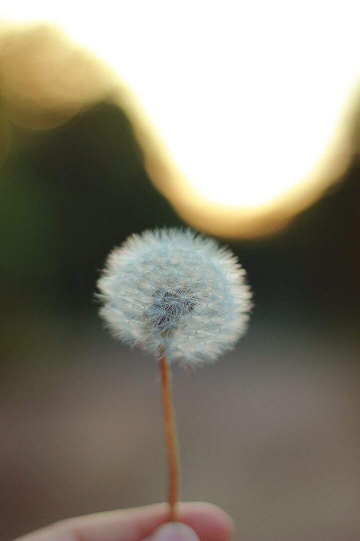 oracle-of-destiny-dandelion
